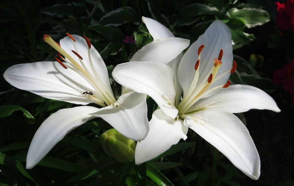 White Lily and Ant